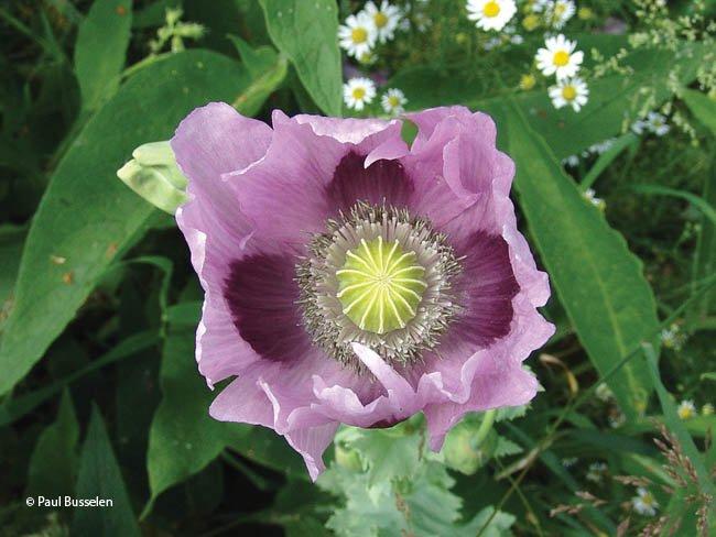 papaver-somniferum-plantenzoeker